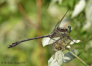 Dromogomphus spinosus, male